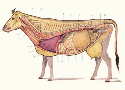 消化の主要臓器などを示した牛の中央部、c1905 c1910 作： Unbekannt