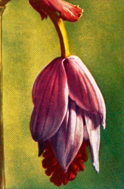 メディニラ、c1928。 作： Unbekannt