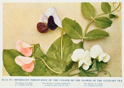 1912年の食用エンドウ豆の花のメンデル遺伝 作： Unbekannt
