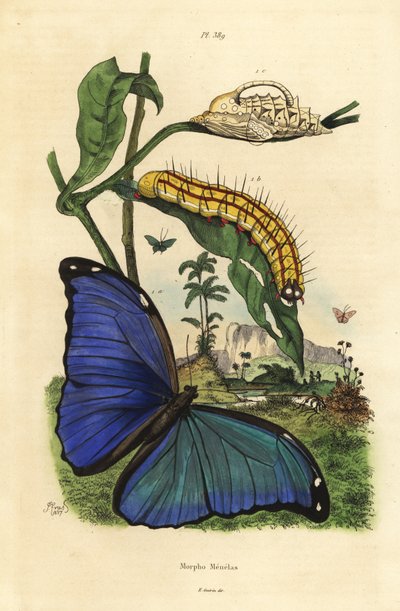 メネラウス・ブルー・モルフォ・バタフライ, Morpho menelaus, caterpillar and pupa 作： Unbekannt