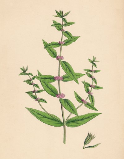 Mentha gracilis、var。 Genuina。細いミント、19世紀 作： Unbekannt