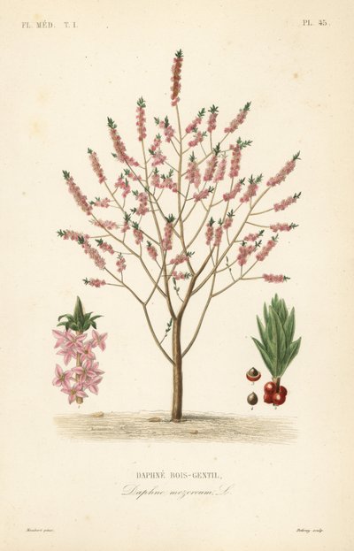 Mezereon or spurge laurel, Daphne mezereum, Daphne bois-gentil 作： Unbekannt