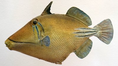 リュウグウノツカイの模型（2000年 作： Unbekannt