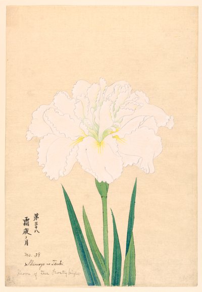 霜夜の月（しもよのつき）38号 1910年頃 作： Unbekannt