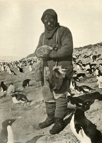 マレーホールディングヤングペンギン、c1908、1909。 作： Unbekannt