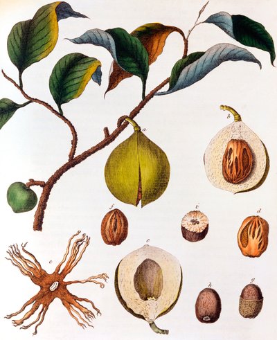 Myrsitica fragrans-ナツメグ、c1798 作： Unbekannt