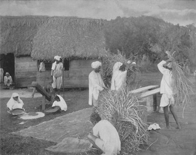 ジャマイカで米を準備する先住民労働者、c1890 作： Unbekannt