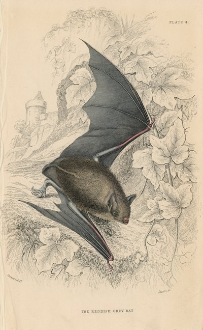 NatterersバットMyotis nattereri、1828 作： Unbekannt