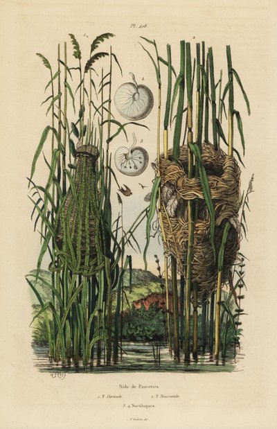 Streaked fantail warbler, Cisticola juncidis, and reed warbler, Acrocephalus scirpaceus の巣。 作： Unbekannt