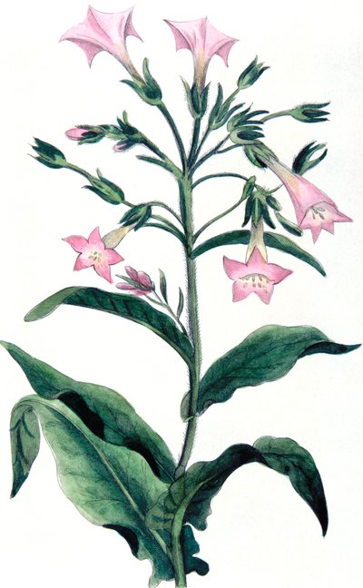 Nicotiana tabacum-タバコ工場、1823 作： Unbekannt