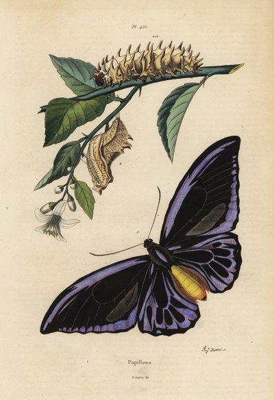 ノーザンバードウィング（Ornithoptera priamus urvillianus 1）、コモンバードウィング（Troides helena）のサナギと幼虫 作： Unbekannt