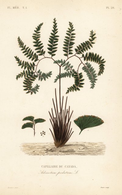 Northern maidenhair fern or five-fingered fern, Adiantum pedatum, Capillaire du Canada 作： Unbekannt