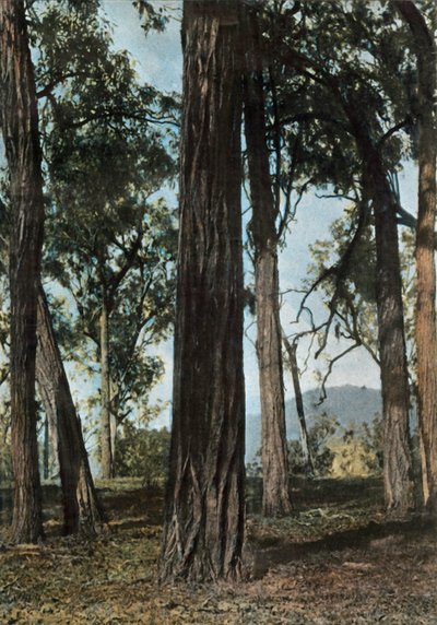 ニューギニア。 Le Bois De Fer、パプアニューギニア-Ironwood Trees、1900。 作： Unbekannt
