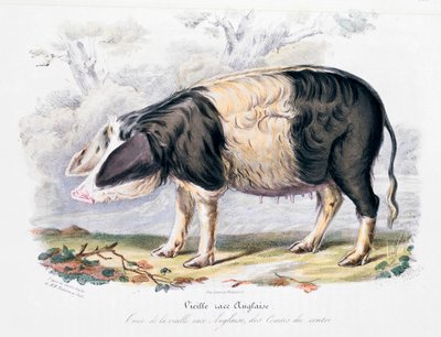 英国の古いイギリスの品種、1842 作： Unbekannt