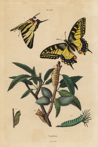 旧世界のアゲハ（Papilio machaon）1、希少なアゲハ（Iphiclides podalirius）2の幼虫とサナギ。 作： Unbekannt