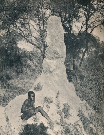南アフリカの一部の地域に特有の巨大な蟻の山の1つ、c1900。 作： Unbekannt
