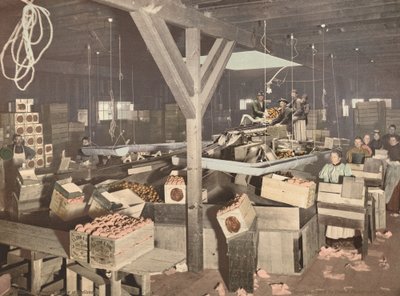 1899 年に出版された Redlands の Orange Packing。 作： Unbekannt