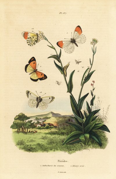 オレンジ・チップ・バタフライ（Anthocharis cardamines）のサナギとイモムシ1とブルー・スポッテッド・アラブ（Colotis phisadia phisadia）2 作： Unbekannt