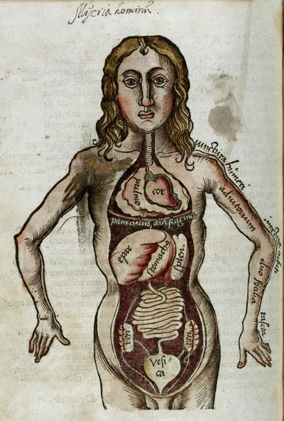 臓器 内臓を露出させた男性の図 作： Unbekannt