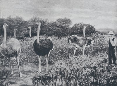 ダチョウ、1924 作： Unbekannt