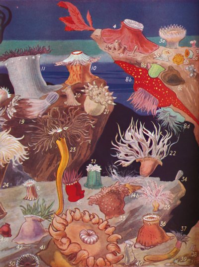イソギンチャクの50種類以上、1935 作： Unbekannt