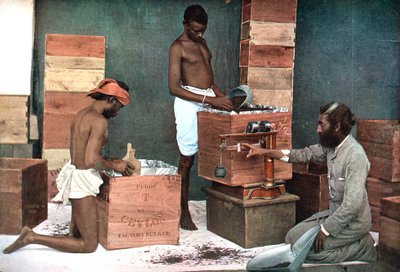 1905年、セイロンスリランカの地所に輸出するお茶の梱包と計量 作： Unbekannt