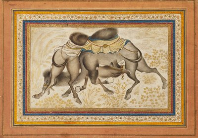 2頭のラクダが戦っている様子を描いた散らばったmuraqqa、またはアルバムのページ、c1675を描いた 作： Unbekannt