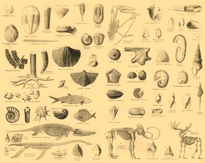 古生物学、c1910。 作： Unbekannt