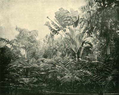 パームアンドファーン島、植物園、ブリスベン、1901。 作： Unbekannt