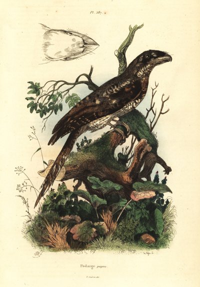 パプアン・フロッグマウス（Podargus papuensis） Podargus papou 作： Unbekannt
