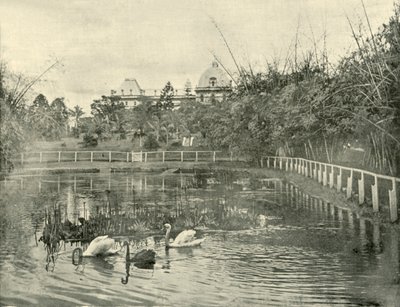 パピルス池、ブリスベン植物園、1901年。 作： Unbekannt