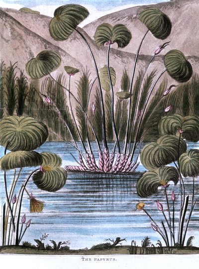 パピルスリード Cyperus papyrus, 1823 作： Unbekannt