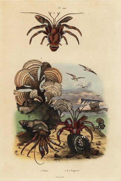 クジャクの尾の藻、Padina pavonica 1、普通のヤドカリ、Pagurus bernhardus 2、青い目のヤドカリ、Paragiopagurus diogenes 3、Pagurus alatus 4 作： Unbekannt