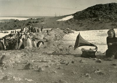 1908年、1909年の夏に蓄音機を聞くペンギン 作： Unbekannt