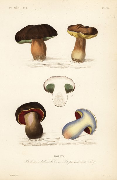 ペニーパンやポルチーニ茸（Boletus edulis）、ルリビタキ（Suillellus luridus, Boletus perniciosus）など。 作： Unbekannt