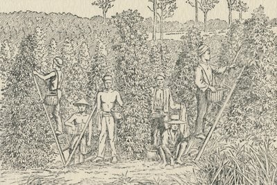 ペッパープランテーション、1924 作： Unbekannt