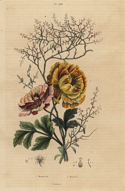 ペルシャキンポウゲ（Ranunculus asiaticus 1）、中国藍（Persicaria tinctoria 2）。レノンキュール、レヌイー 作： Unbekannt