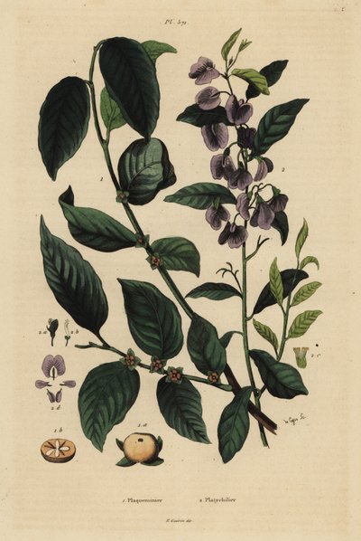 柿（Dospyros kaki）1、木のホベア（Hovea or karri blue bush）Hovea elliptica Platychilum celsianum 2。 作： Unbekannt
