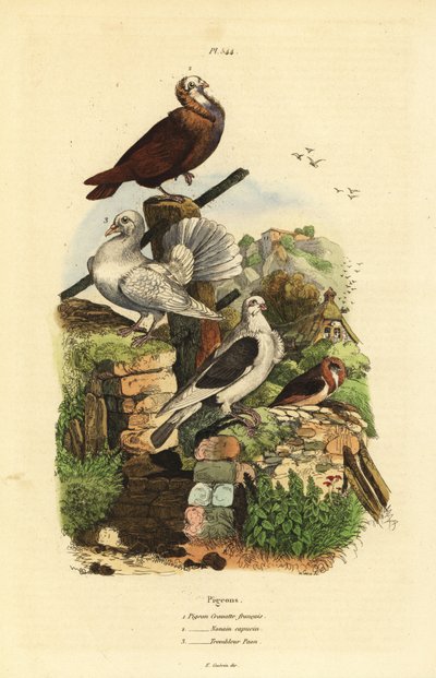 ハトColumba liviaの品種：Cravatte francais、Nonain capucin、Trembleur paon 作： Unbekannt