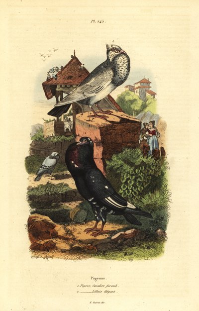 ハトColumba liviaの品種：ハトcavalier faraud、ハトlillois elegant 作： Unbekannt