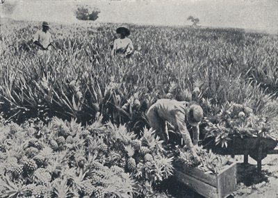パインアップルフィールド、クイーンズランド州、1923年。 作： Unbekannt
