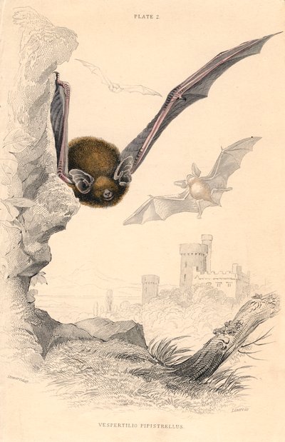 PipistrelleバットPipistrellus pipistrellus、1828 作： Unbekannt