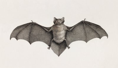 エジプトのコウモリ、Pipitrelle bat 作： Unbekannt