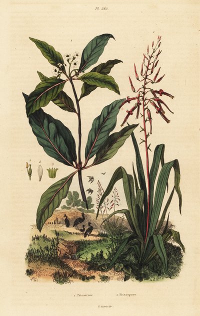 Pitcairnia bifrons 1、およびVictorian box tree, Pittosporum undulatum 2。 作： Unbekannt