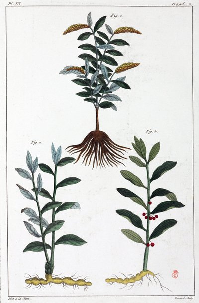 薬用植物、中国 作： Unbekannt