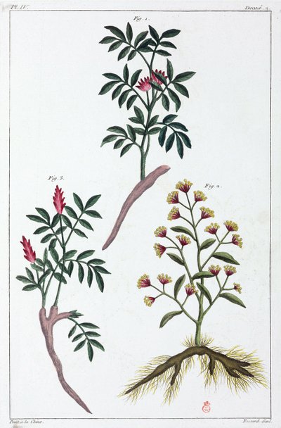 薬用植物、中国 作： Unbekannt