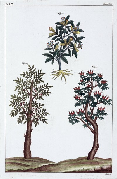 薬用植物、中国 作： Unbekannt