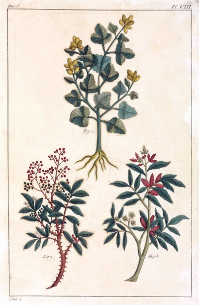 薬用植物、中国 作： Unbekannt