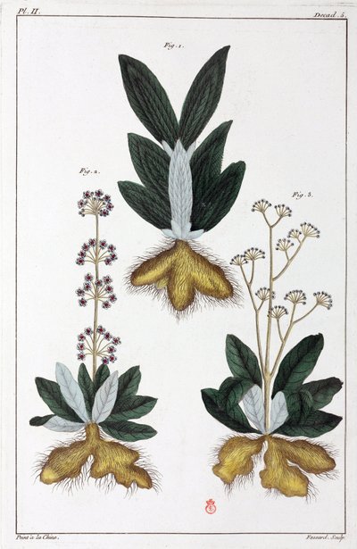 薬用植物、中国 作： Unbekannt