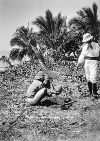 1905年、フィジーのソロモン島にココナッツを植える 作： Unbekannt